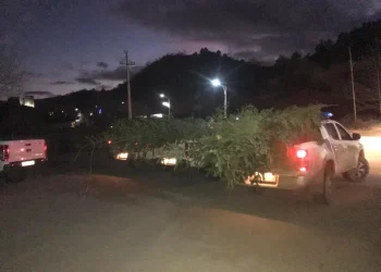 ჯარიმა მათ ვინც ნაძვის უკანონო რეალიზაციას შეეცდება