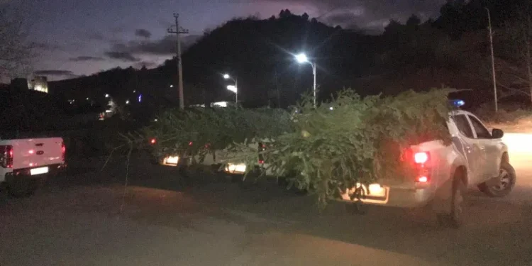ჯარიმა მათ ვინც ნაძვის უკანონო რეალიზაციას შეეცდება