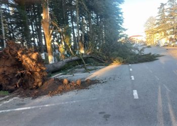 ძლიერმა ქარმა ლანჩხუთის მუნიციპალიტეტის რამდენიმე სოფელში პრობლემები შექმნა