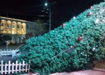 ქარმა სამტრედიაში ნაძვის ხე წააქცია