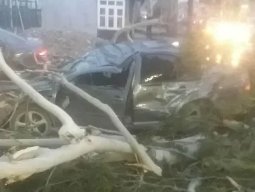 ბათუმში ძლიერმა ქარმა ხეები წააქცია