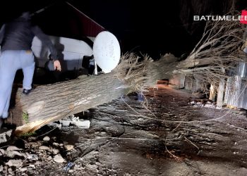 ქობულეთში ავტომობილს ხე დაეცა, რა დროსაც მძღოლი გარდაიცვალა