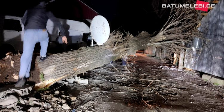 ქობულეთში ავტომობილს ხე დაეცა, რა დროსაც მძღოლი გარდაიცვალა