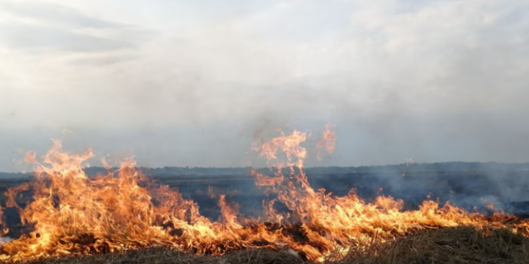 სასოფლო–სამეურნეო მიწებზე ცეცხლის დანთებისთვის ჯარიმა 1 000 ლარი იქნება