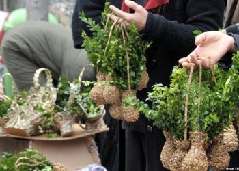 რამდენია ჯარიმა ბზის უკანონო მოპოვებაზე- კონტროლი მკაცრდება