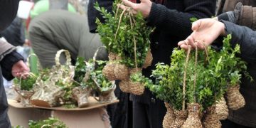 რამდენია ჯარიმა ბზის უკანონო მოპოვებაზე- კონტროლი მკაცრდება