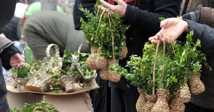 რამდენია ჯარიმა ბზის უკანონო მოპოვებაზე- კონტროლი მკაცრდება