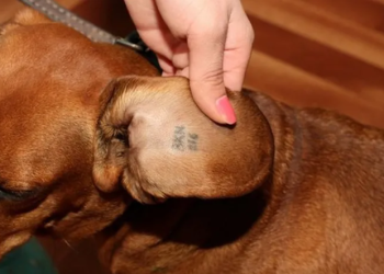 “სავალდებულო იქნება, ყველა ძაღლის ჩიპირება” -მაია ბითაძე