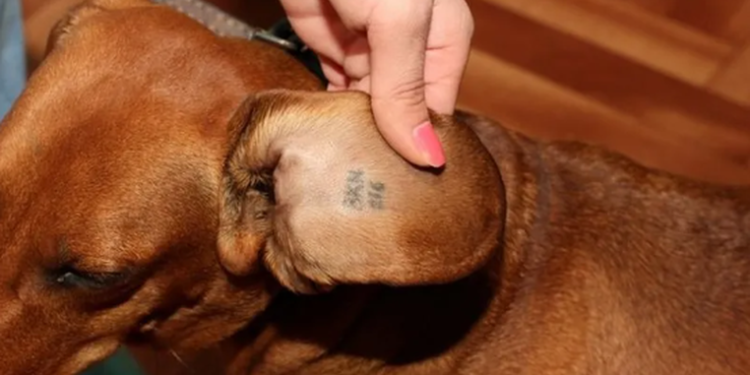 “სავალდებულო იქნება, ყველა ძაღლის ჩიპირება” -მაია ბითაძე