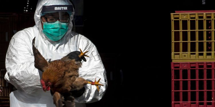 ჩინეთში ფრინველის გრიპით გარდაცვალების პირველი შემთხვევა დაფიქსირდა