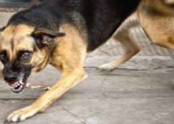 ქუთაისში ცოფის ორი შემთხვევა დაფიქსირდა