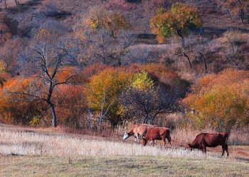 წვრილფეხა და მსხვილფეხა პირუტყვის უმეთვალყურეოდ გაშვებაზე ჯარიმები იზრდება