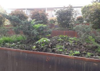 მარიხუანა ოზურგეთის ცენტრში – მცენარე ქალაქის ცენტრში მდგარ საყვავილეებში დარგული აღმოჩნდა