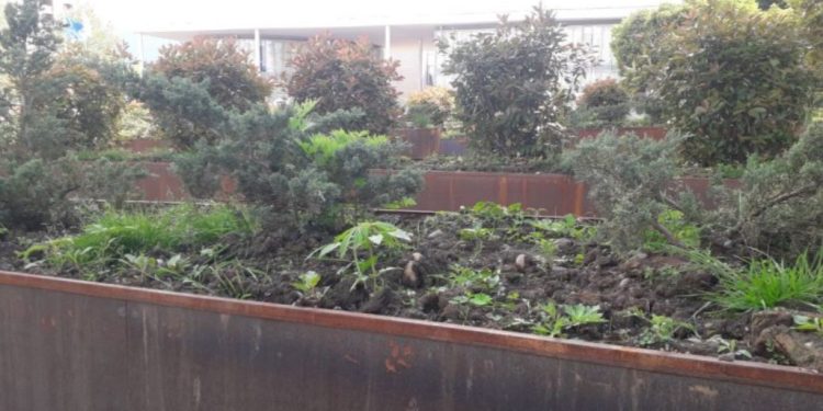 მარიხუანა ოზურგეთის ცენტრში – მცენარე ქალაქის ცენტრში მდგარ საყვავილეებში დარგული აღმოჩნდა