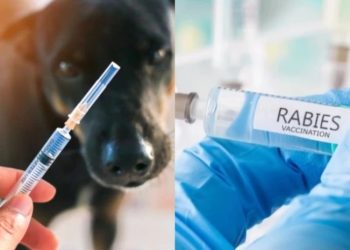 წელს საქართველოში ცოფის 46 შემთხვევაა დაფიქსირებული – სურსათის ეროვნული სააგენტოს