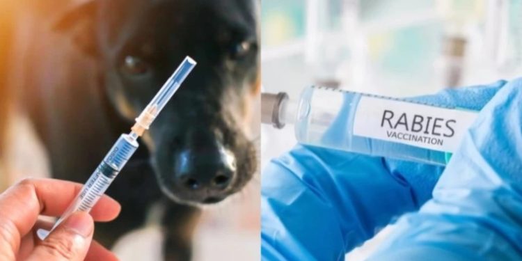 წელს საქართველოში ცოფის 46 შემთხვევაა დაფიქსირებული – სურსათის ეროვნული სააგენტოს