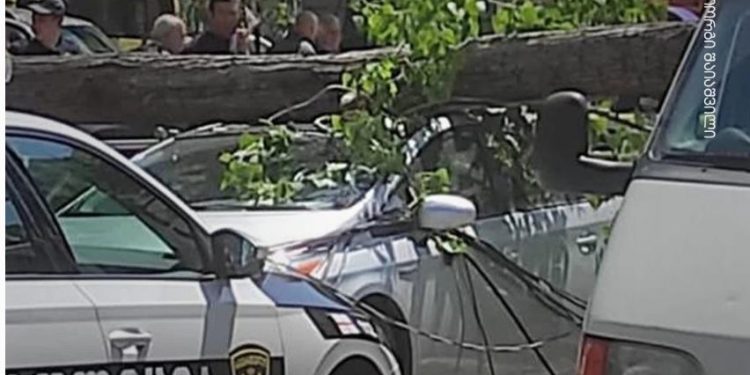 თბილისში მანქანას ხე დაეცა, დაშავდა ერთი ადამიანი