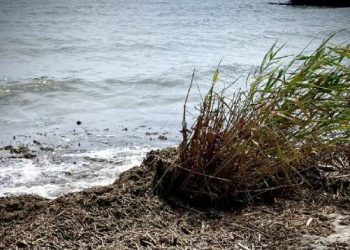 ოდესაში წყლის მდგომარეობის მნიშვნელოვანი გაუარესების გამო ზღვაში ცურვა აიკრძალა