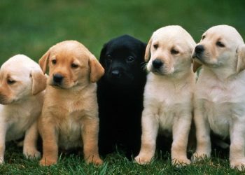 ლეკვები