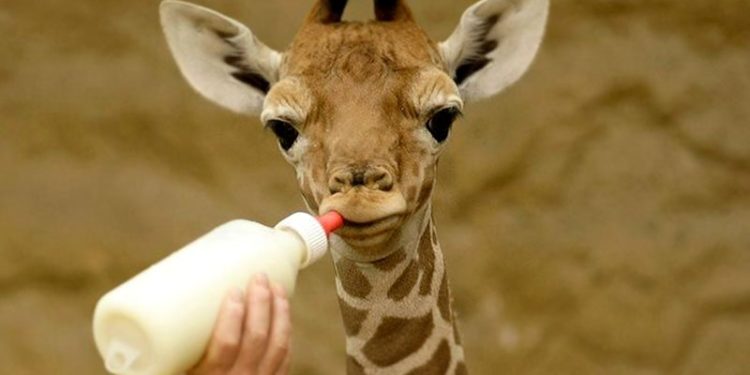 ტესტი – გამოიცნობთ ცხოველების და ფრინველების ნაშიერებს?