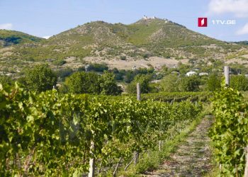 აგროტურიზმისა და ღვინის ტურიზმის სტატუსის მქონე პირებისთვის საგადასახადო შეღავათების დაწესება იგეგმება
