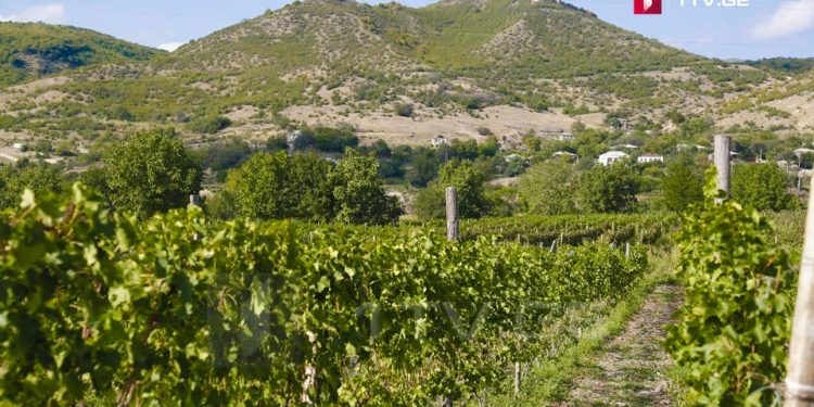 აგროტურიზმისა და ღვინის ტურიზმის სტატუსის მქონე პირებისთვის საგადასახადო შეღავათების დაწესება იგეგმება