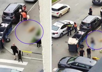 მიუსაფარი ძაღლის მკვლელობის ფაქტზე ერთი პირი დააკავეს