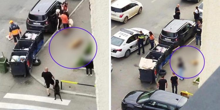 მიუსაფარი ძაღლის მკვლელობის ფაქტზე ერთი პირი დააკავეს