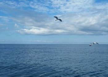 რამდენად უსაფრთხოა შავი ზღვა საქართველოში – სპეციალისტების შეფასებები და პროგნოზები