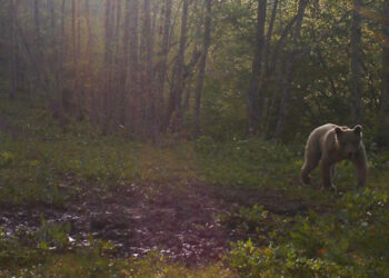 აჭარაში დათვები 3 ადამიანს დაესხნენ თავს – მათ შორის ერთი 6 წლის ბავშვია