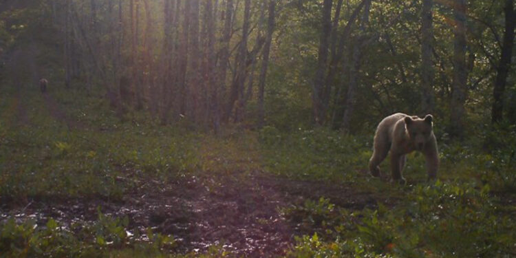 აჭარაში დათვები 3 ადამიანს დაესხნენ თავს – მათ შორის ერთი 6 წლის ბავშვია