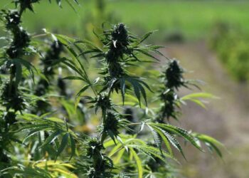 კანაფის მოხმარება ეპიგენეტიკურ ცვლილებებს იწვევს – კვლევის შედეგები