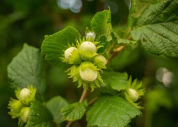 თხილის სუბსიდირების პროგრამა – რამდენი მილიონი ლარი დახარჯა წელს მთავრობამ