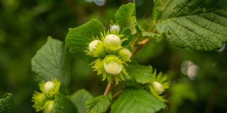 თხილის სუბსიდირების პროგრამა – რამდენი მილიონი ლარი დახარჯა წელს მთავრობამ