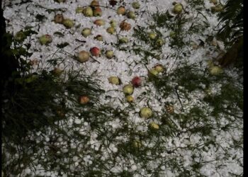 სტიქიის შედეგად დაზარალებულები დახმარებას ითხოვენ -ყვარლის მუნიციპალიტეტში მოსახლეობა ზარალს ითვლის