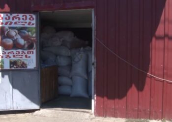 როგორია დღეს თხილის ფასი ოზურგეთში