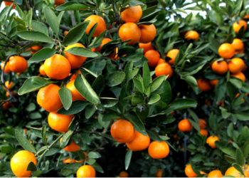 “მეციტრუსე ფერმერები სახელმწიფოს მხრიდან 15 თეთრის ნაცვლად 30 თეთრით დაფინანსდებიან” – აჭარის მთავრობა