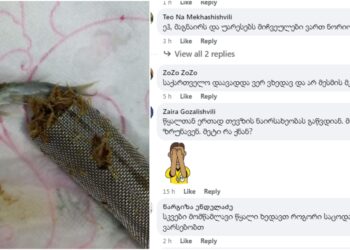 ”არ გაამხილონ, თორემ თევზის ფულსაც მოთხოვენ” – რა სასაცილო კომენტარები მოჰყვა ოზურგეთში წყლის ონკანის ფილტრში თევზის აღმოჩენას