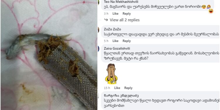 ”არ გაამხილონ, თორემ თევზის ფულსაც მოთხოვენ” – რა სასაცილო კომენტარები მოჰყვა ოზურგეთში წყლის ონკანის ფილტრში თევზის აღმოჩენას