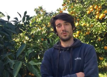 როგორია ციტრუსის მოსავალი გურიაში
