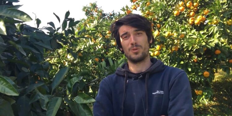 როგორია ციტრუსის მოსავალი გურიაში