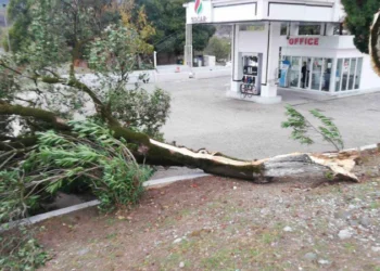 დაზიანებული ელექტროგადამცემი ბოძები, მოგლეჯილი ხეები – სტიქია წალენჯიხაში