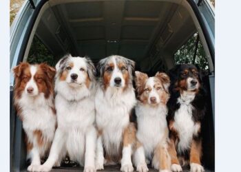 ტესტი – შეძლებ გამოიცნო ძაღლის ჯიშები?