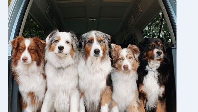 ტესტი – შეძლებ გამოიცნო ძაღლის ჯიშები?