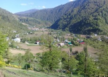 ჩოხატაურში, სატყეო უბანზე ბრაკონიერთა ჯგუფი ტყის მცველს ფიზიკურად გაუსწორდა – დაკავებულია ოთხი პირი