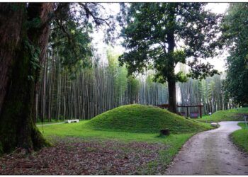 როდიდან იქნება შესაძლებელი ბაობაბების ნახვა დენდროლოგიურ პარკში