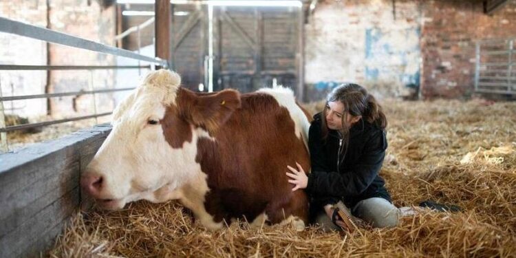 დიდ ბრიტანეთში სტრესის მოსახსნელად ძროხების მოფერების სერვისი დანერგეს (+ვიდეო)