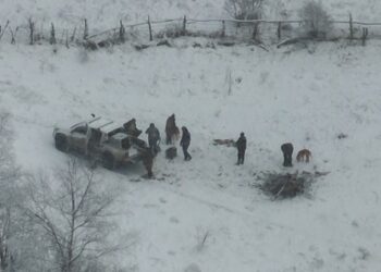 დუშეთში საქართველოს “წითელი ნუსხით” დაცული მურა დათვის სახეობა მოკლეს