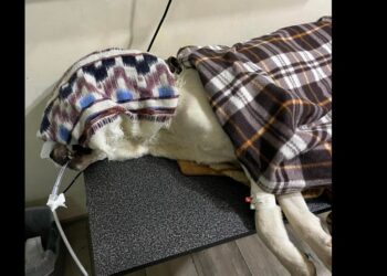 კრიტიკულად მძიმეა იმ ძაღლის მდგომარეობა, რომელსაც ბლაგვი საგნით მიაყენეს დაზიანებები