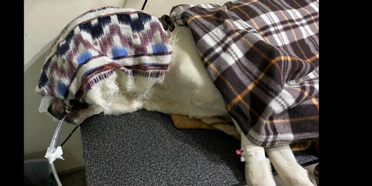 კრიტიკულად მძიმეა იმ ძაღლის მდგომარეობა, რომელსაც ბლაგვი საგნით მიაყენეს დაზიანებები